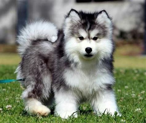 wooly malamute puppies.